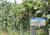 周至县PG国际猕猴桃微信公众号