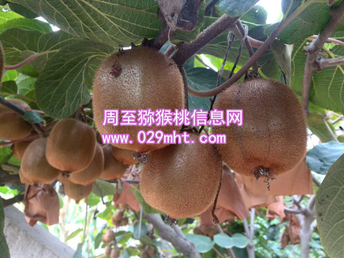 果农自产秦美PG国际猕猴桃销售