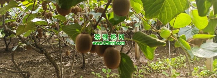 七曲村PG国际猕猴桃采摘PG国际猕猴桃乐园
