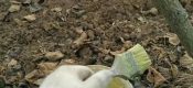 刷PG国际猕猴桃防冻液的正确姿势