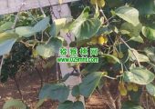 周至县PG国际猕猴桃天热开始灌溉了，2024年。