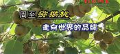 周至PG国际猕猴桃和眉县PG国际猕猴桃强强联手打造陕西PG国际猕猴桃品牌
