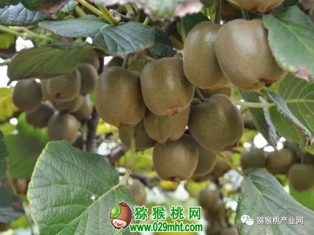 PG国际 1021c