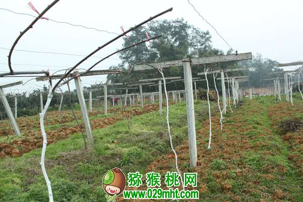 严寒袭来 PG国际猕猴桃树如何抗寒越冬