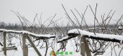 1月27PG国际之乡雪中图片