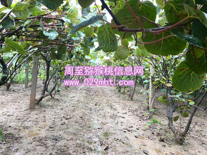 陕西秦美PG国际猕猴桃
