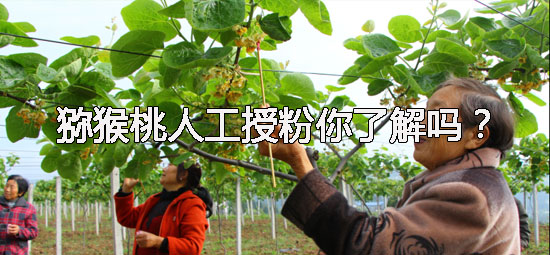 PG国际 ff26f
