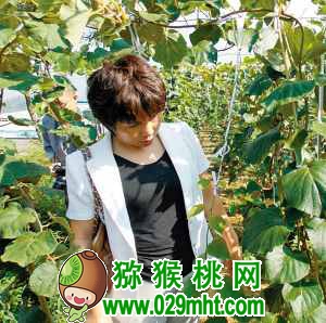 中科院湖北植物所PG国际猕猴桃专家钟彩虹