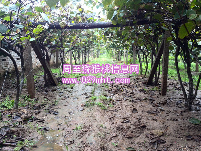 秦美PG国际猕猴桃价格