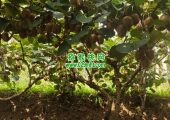 七曲村PG国际猕猴桃当季PG国际猕猴桃，正式鲜甜上市
