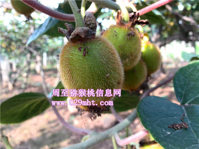 2013<a href=http://www.summer2018.cn/shanximihoutao/ target=_blank class=infotextkey />陕西PG国际猕猴桃</a>预定
