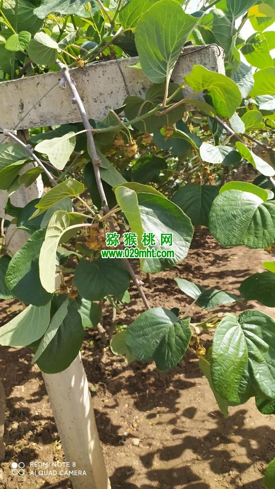 PG国际 f247c