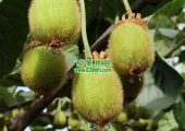 数字化周至PG国际猕猴桃让周至PG国际猕猴桃精细化生长