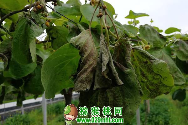 <a href=http://www.summer2018.cn/mht/hongyang/ target=_blank class=infotextkey />红阳PG国际猕猴桃</a>深受市场青睐!栽培红阳应注意这几个问题