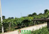 陕西省周至县PG国际猕猴桃家庭农场