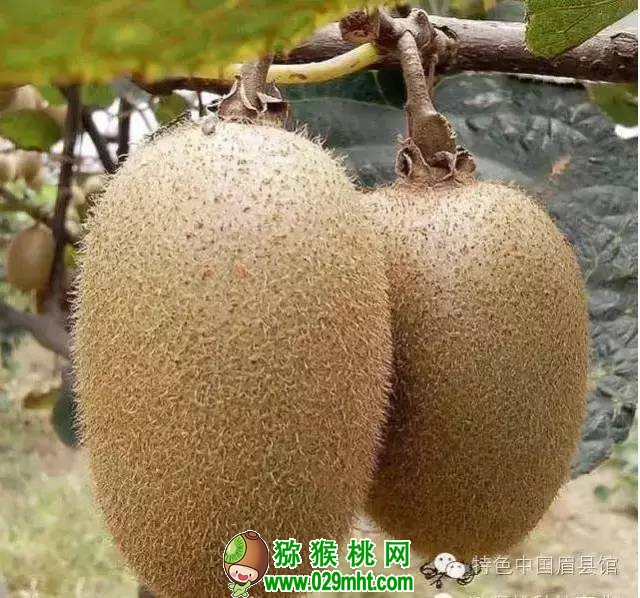 PG国际官方网站图片