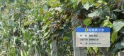 周至县PG国际猕猴桃微信公众号