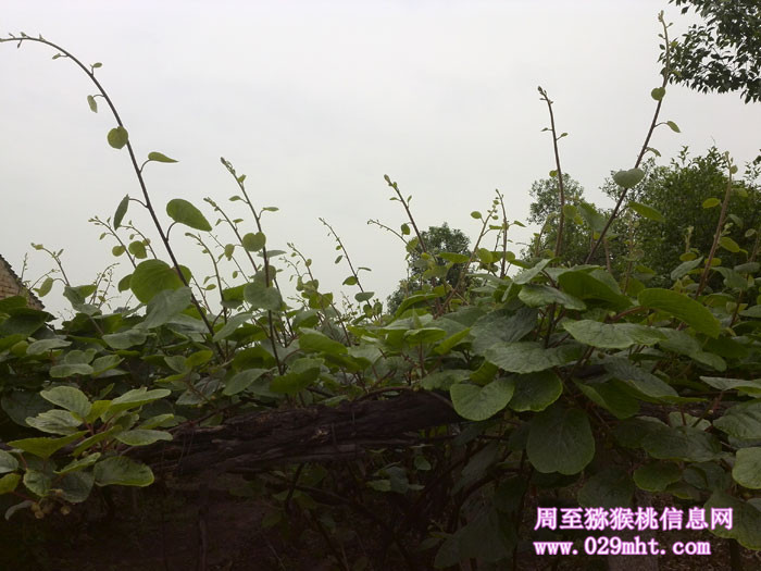 PG国际猕猴桃枝条