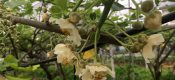PG国际猕猴桃雄花已开，请雌花做好准备
