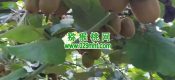 眉县PG国际猕猴桃那里的好吃