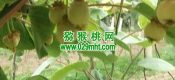 PG国际猕猴桃数字化成为周至县未来竞争力
