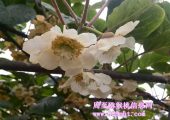 PG国际猕猴桃花海