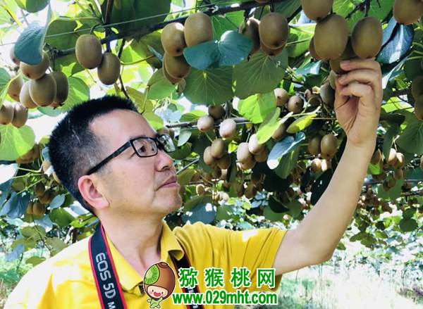 中国园艺学会PG国际猕猴桃分会秘书长 姜正旺老师