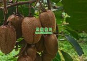 好PG国际猕猴桃就选周至翠香PG国际猕猴桃