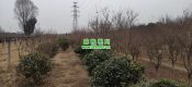 2023周至县PG国际猕猴桃图片春节期间照片