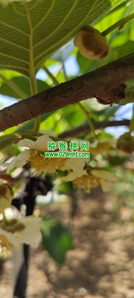 PG国际 3269c