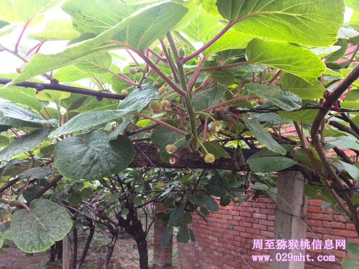陕西周至PG国际猕猴桃5月花开画报