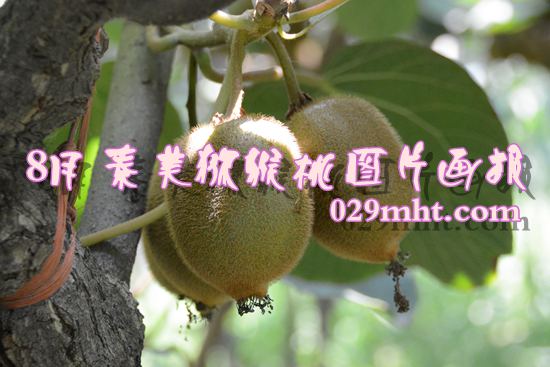 PG国际 783d7