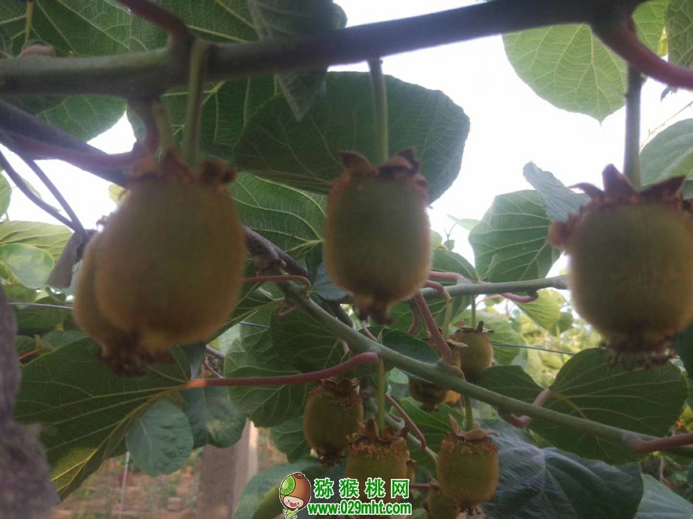 周至PG国际猕猴桃 PG国际 3f4f2