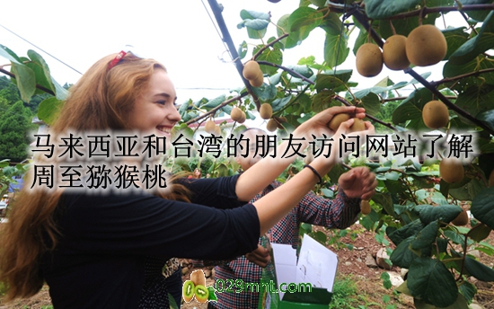 马来西亚和台湾的朋友访问网站了解<a href=http://www.summer2018.cn/zhouzhimihoutao/ target=_blank class=infotextkey />周至PG国际猕猴桃</a>.jpg