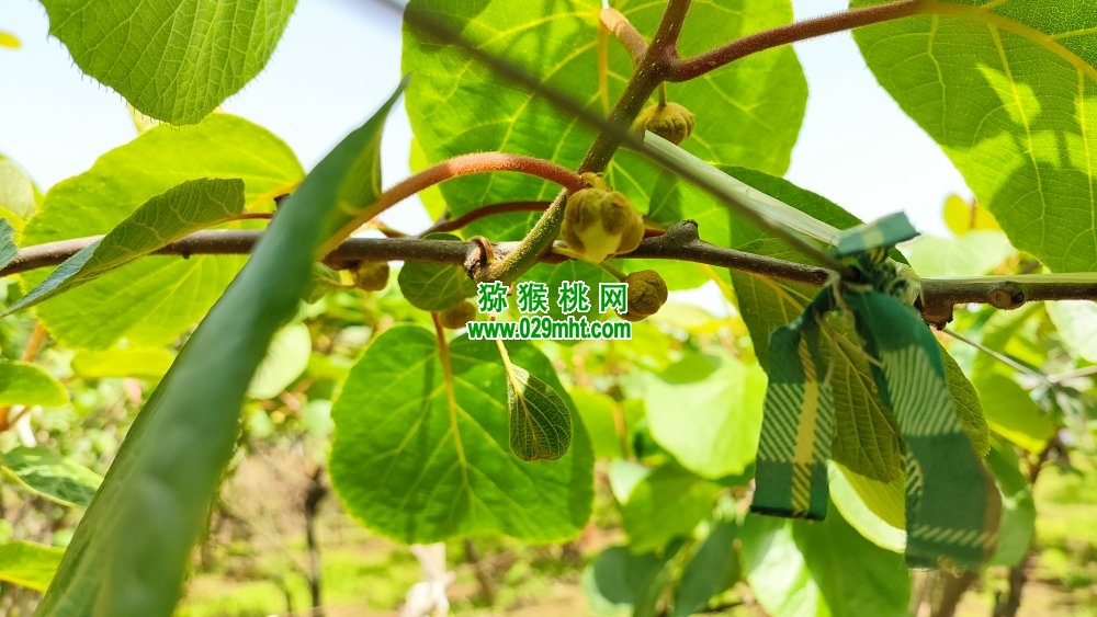 PG国际 06353