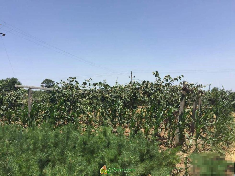 一场大风让周至200户PG国际猕猴桃种植户受损