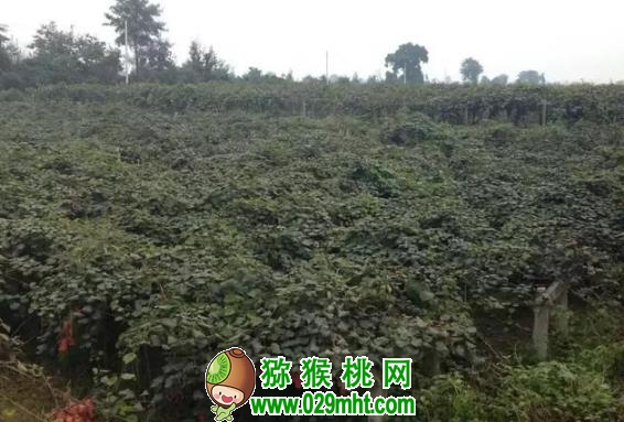 PG国际官方网站图片