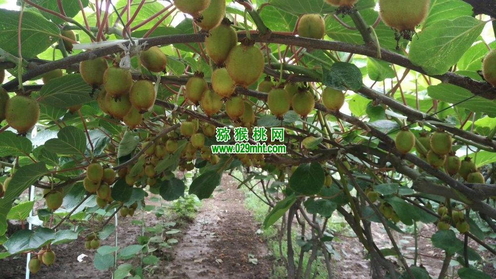PG国际 7040a