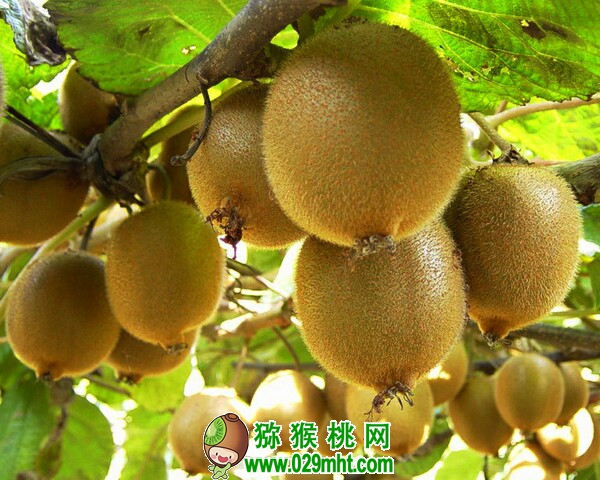 PG国际官方网站图片