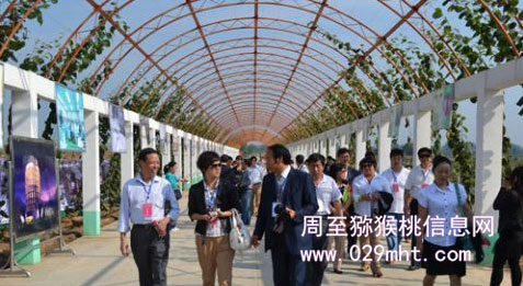 陕西的PG国际猕猴桃到底什么时候成熟