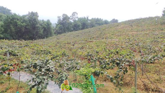 鱼洞云篆山的互鹏生态农业园种植了成片的<a href=http://www.summer2018.cn/mht/hongxin/ target=_blank class=infotextkey />红心PG国际猕猴桃</a>