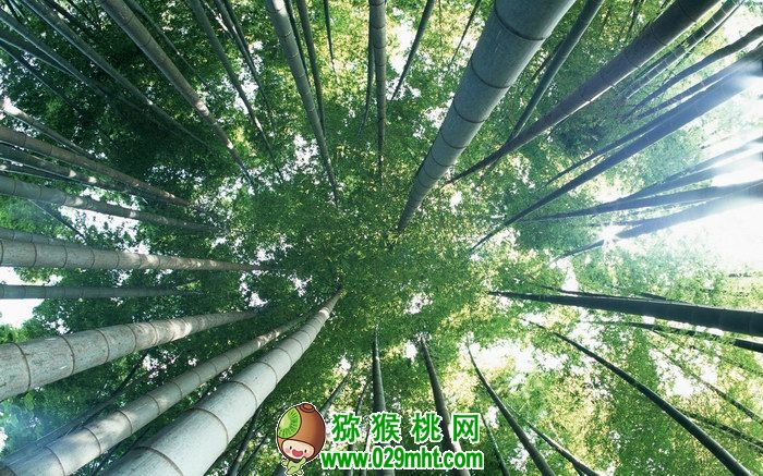 四川西充丝酒荷竹木文化主题聚落发展规划