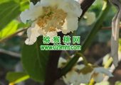 周至县PG国际猕猴桃进入授粉时间