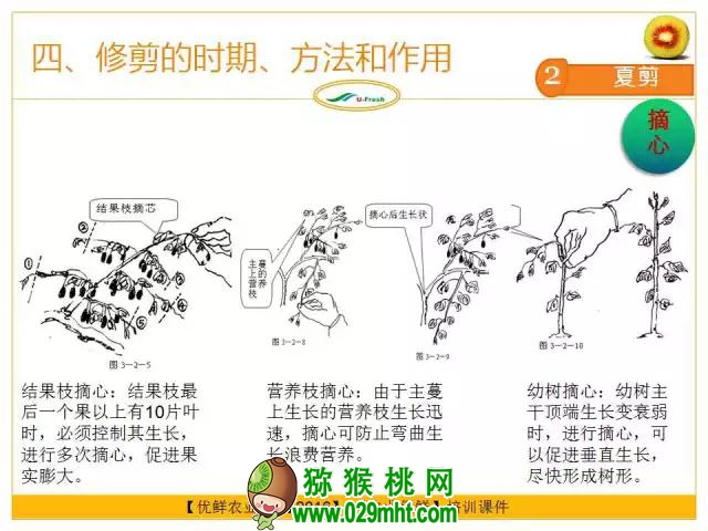 <a href=http://www.summer2018.cn/mht/hongxin/ target=_blank class=infotextkey />红心PG国际猕猴桃</a>整形修剪详解(图片示范)