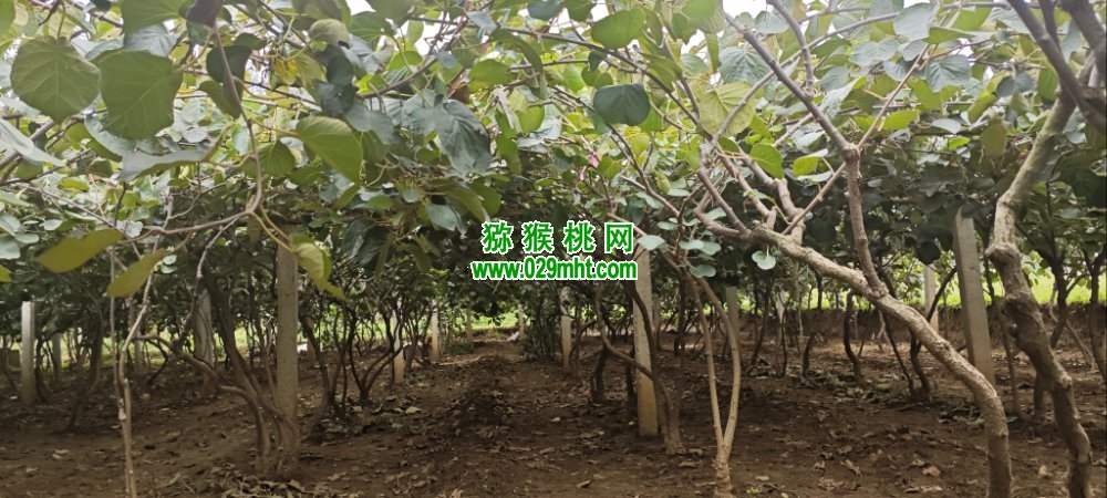 PG国际 547da