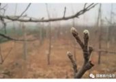 PG国际猕猴桃萌芽前后这三项工作你做了吗？刮树皮、肥水、复剪