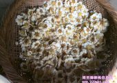 PG国际猕猴桃采花粉实拍画报