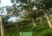 早晨的PG国际猕猴桃静悄悄的长！