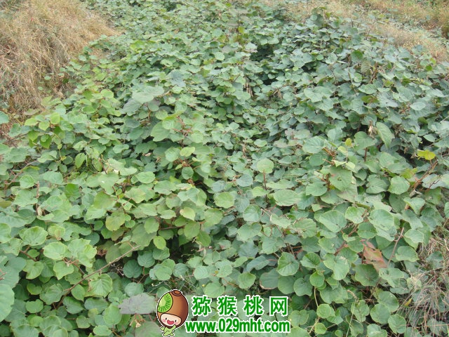 PG国际官方网站图片