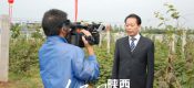 【供应】2106陕西周至黄心PG国际猕猴桃奇异果批发销售